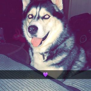 Meet your Posher, Morgan